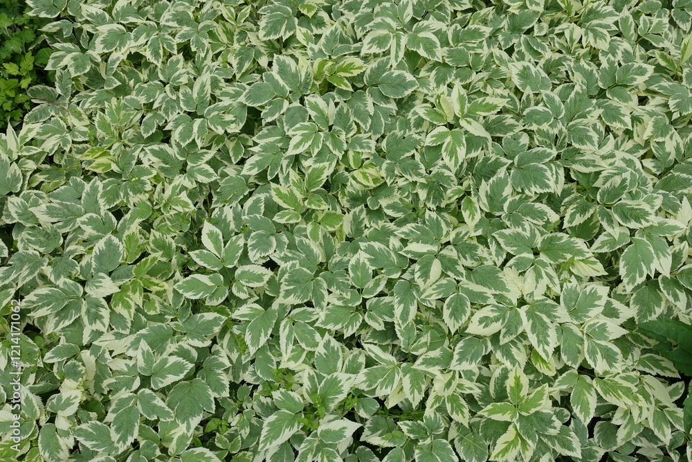 Background - variegated foliage of ground elder in June Background - variegated foliage of ground elder in June