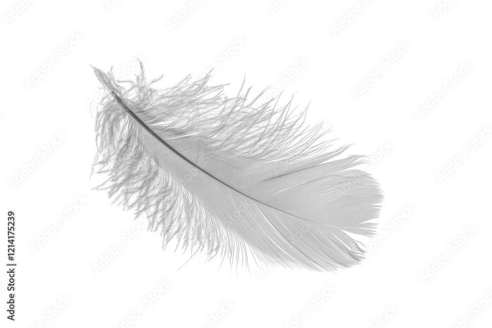 white goose feathers on a white background	