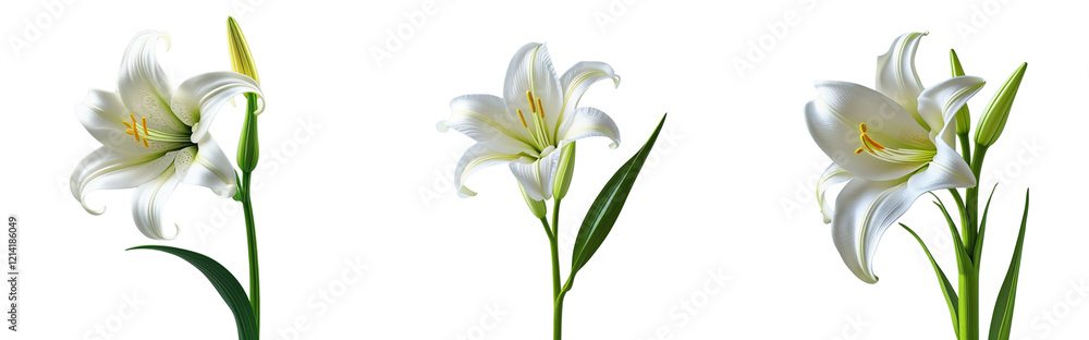 Obraz premium Single Royal Lily Flower with Long Stem Isolated on Transparent Background png