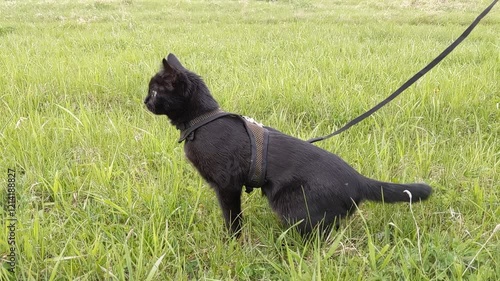 A black cat on a leash walking on the green meadow