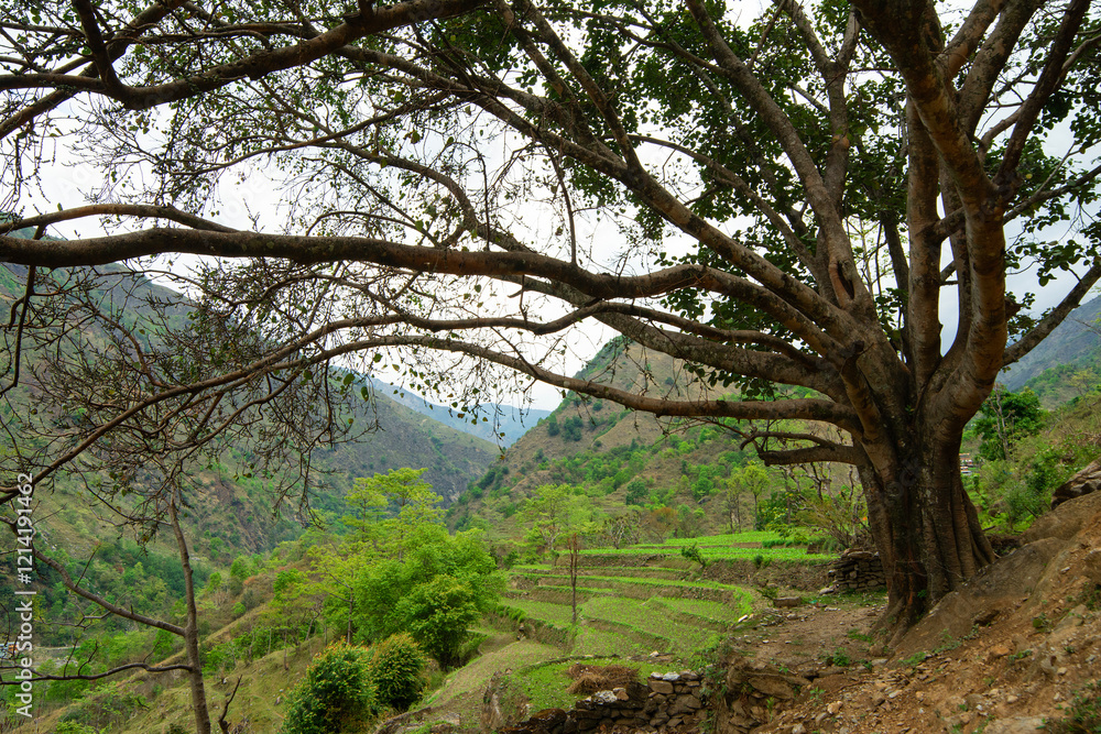 Terraced farming in Nepal. Village on a terraced hill during Annapurna Circuit Trek in Himalayas, Annapurna Conservation Area, Nepal. Rise fields. Agricultural concept Terraced farming in Nepal. Village on a terraced hill during Annapurna Circuit Trek in Himalayas, Annapurna Conservation Area, Nepal. Rise fields. Agricultural concept