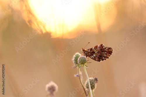 una farfalla boloria su un fiore al tramonto photo