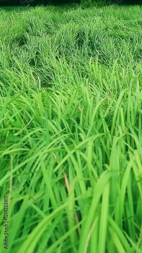 Wallpaper Mural Beautiful green grass background Torontodigital.ca