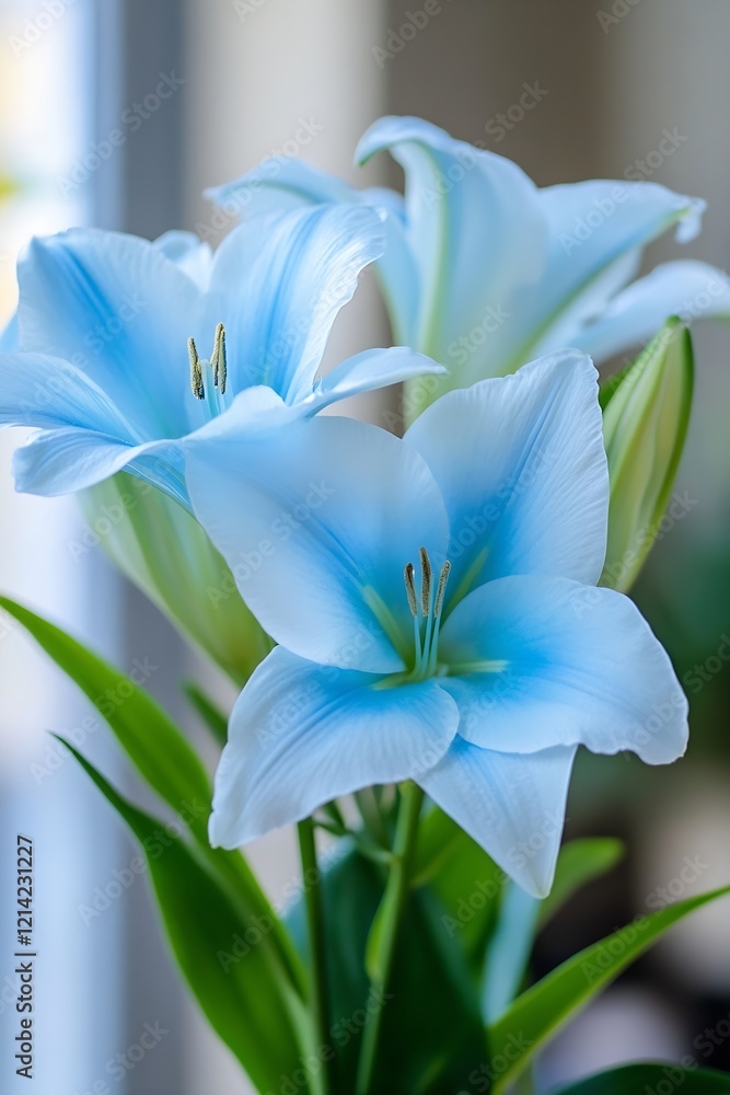 Fototapeta premium Vibrant Blue Lily CloseUp with Delicate Petals in Soft Natural Lighting Indoors : Generative AI