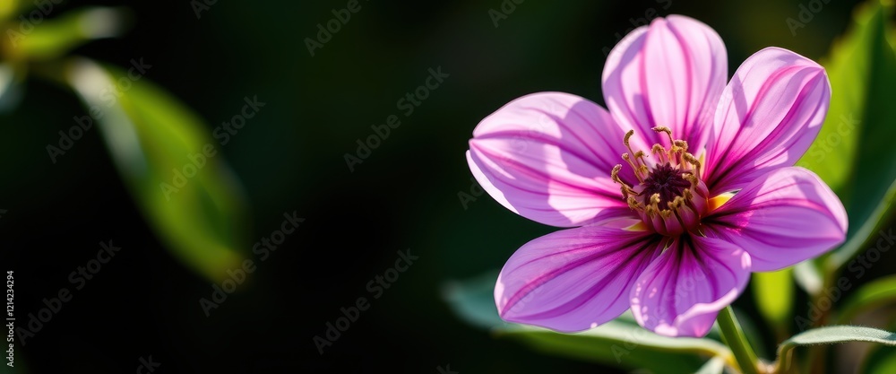 Fototapeta premium A Single Pink Flower with a Yellow Center