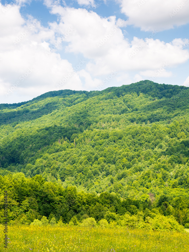 Obraz premium countryside landscape in mountains of ukraine. recreation in spectacular outskirts. rural field on the hill near the forest. sunny day with clouds on the sky. travel destination in europe