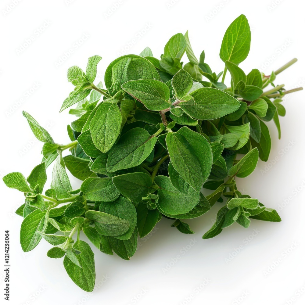 Fresh Green Oregano Leaves on White Background for Culinary Use Fresh Green Oregano Leaves on White Background for Culinary Use