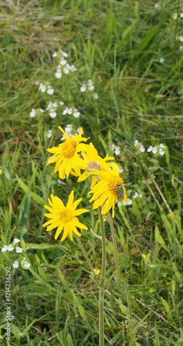 A small moth of Cistus forester (Adscita geryon) exposed in the heart of a bouquet of arnica flowers swaying gracefully in the wind photo