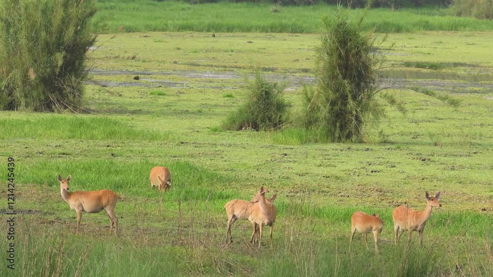 full shot of wild Barasingha or Rucervus duvaucelii or Swamp deer twelve horned family in group elusive and vulnerable animal in natural green grassland landscape pilibhit national park forest india full shot of wild Barasingha or Rucervus duvaucelii or Swamp deer twelve horned family in group elusive and vulnerable animal in natural green grassland landscape pilibhit national park forest india