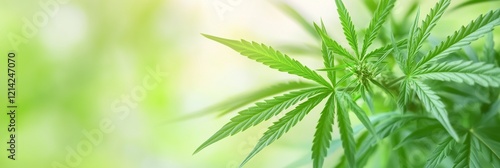 CBD advertisement banner photo