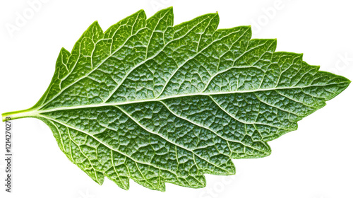 Fresh green leaf with detailed veins against a transparent background photo