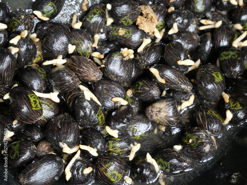 oil palm sprouts. will be sown in polybags. oil palm seedlings. plants source of prophet oil seeds and renewable energy sources photo