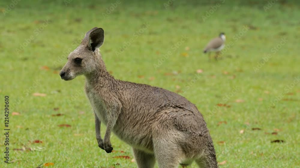 Close-up of a young kangaroo staring at the camera with a blurred Masked Plover in the background Close-up of a young kangaroo staring at the camera with a blurred Masked Plover in the background