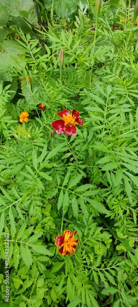 Beautiful red colour flower in the garden Beautiful red colour flower in the garden