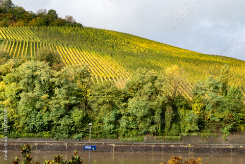 Panoramic view of terraced vineyards around Nittel, Rhineland-Palatinate, Germany and views across Moselle River on vineyard hills of Luxembourg near Grevenmacher photo