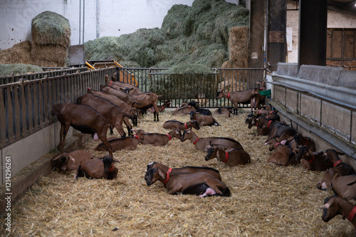 Alpine or Saanen goats on cheese making goat farm in regions Perigord and Quercy departement Lot, France. Making of Rocamadour soft goat AOC cheese with soft rind. photo