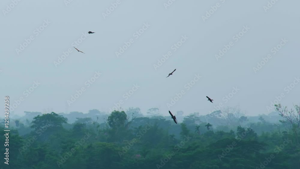 Eagle birds flying over misty rainforest Eagle birds flying over misty rainforest