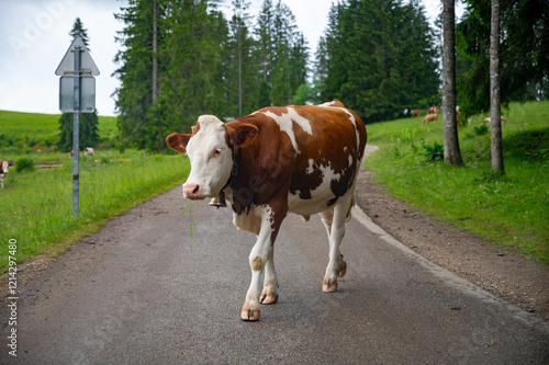 Producing of wheels of Comte cheese in lower Jura, France, Montbeliards or French Simmental cows herd grazing grass on green pasture in summer months photo