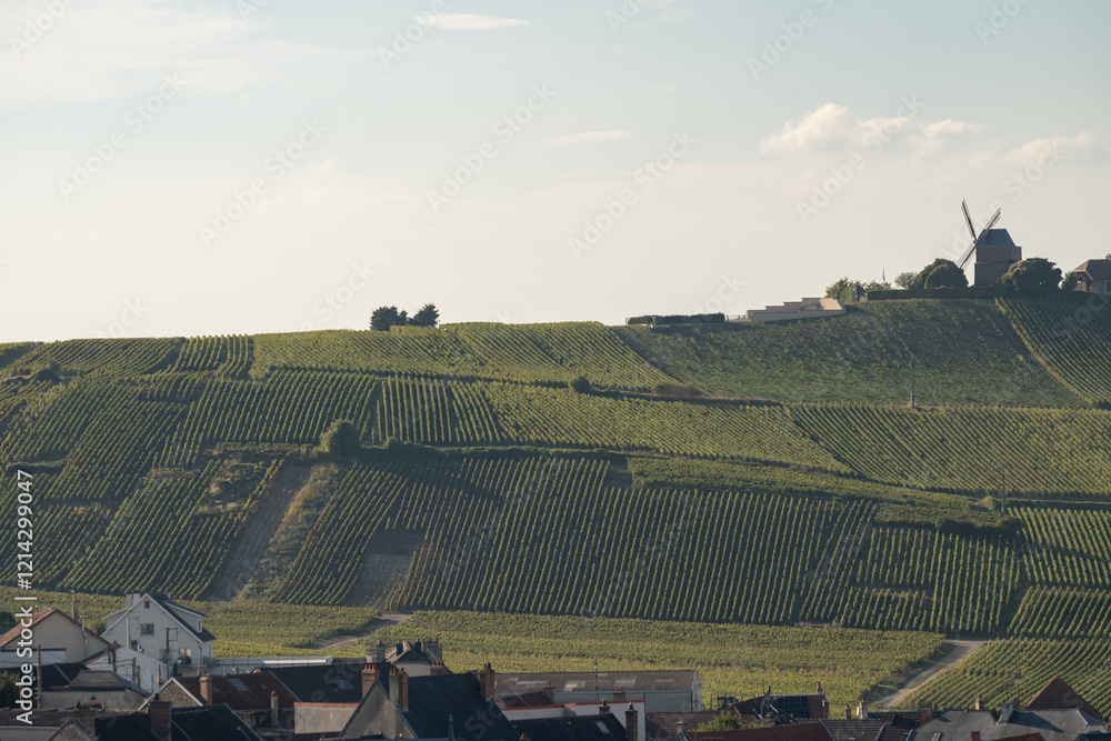 Fototapeta premium View on grand cru Champagne vineyards near Moulin de Verzenay, rows of pinot noir grape plants in Montagne de Reims near Verzy and Verzenay, Champagne, France in September