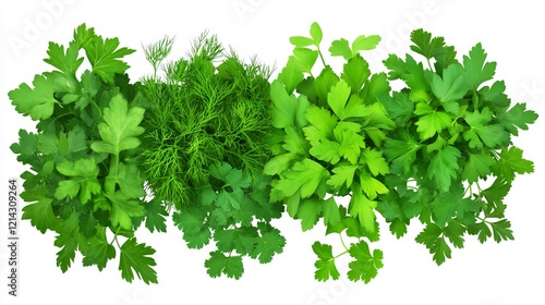 Vibrant Fresh Herbs: Parsley and Dill, a Culinary Delight for Healthy Eating photo