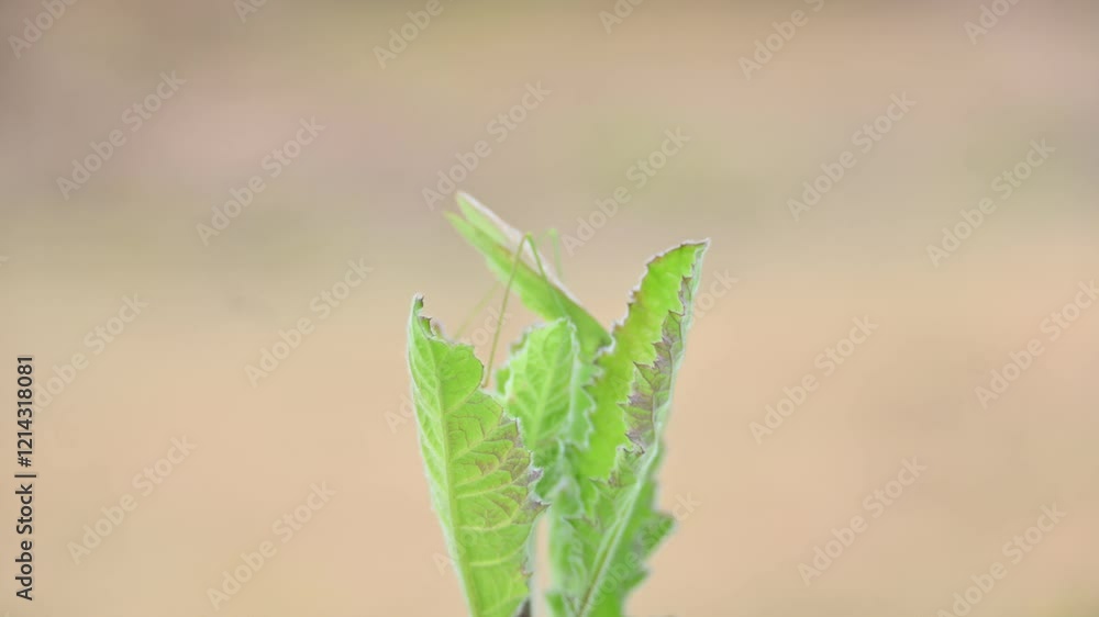 Microcentrum rhombifolium insect. It is a species of insect in the family Tettigoniidae. Its other names greater angle wing katydid, broad winged katydid, and angular winged katydid. Green insect.
Microcentrum rhombifolium insect. It is a species of insect in the family Tettigoniidae. Its other names greater angle wing katydid, broad winged katydid, and angular winged katydid. Green insect.