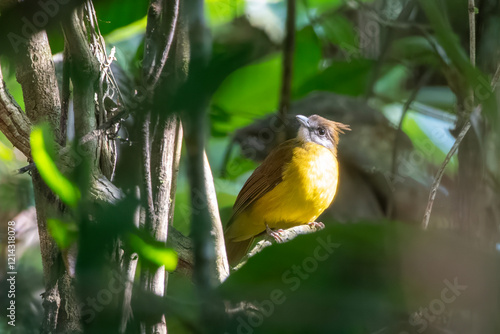 Schilderij op canvas white-throated bulbul or Alophoixus flaveolus, a species of songbird, at Dehing