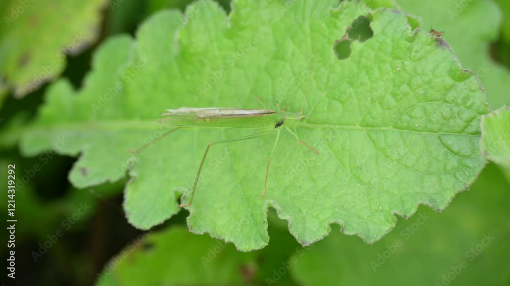 Microcentrum rhombifolium insect. It is a species of insect in the family Tettigoniidae. Its other names greater angle wing katydid, broad winged katydid, and angular winged katydid. Green insect.
Microcentrum rhombifolium insect. It is a species of insect in the family Tettigoniidae. Its other names greater angle wing katydid, broad winged katydid, and angular winged katydid. Green insect.