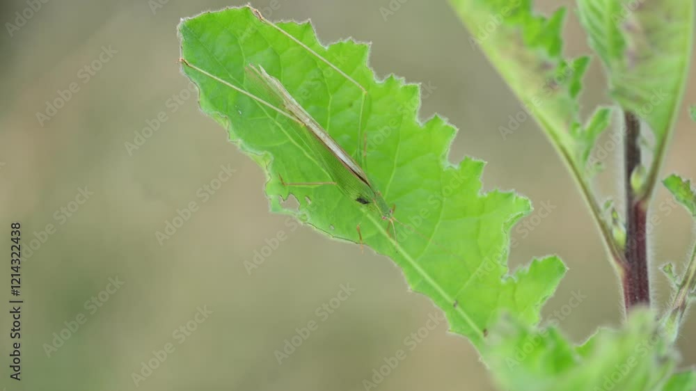 Microcentrum rhombifolium insect. It  is a species of insect in the family Tettigoniidae. Its other names  greater angle wing katydid, broad winged katydid, and angular winged katydid. Green insect. 
