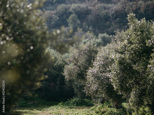Olive grove