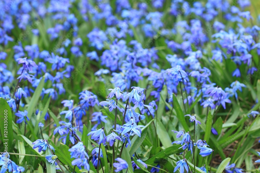 Obraz premium Blue flowers of Siberian squill, lat. Scilla siberica. Natural background of bluebell..heads, beautiful bulbous plant in spring garden.