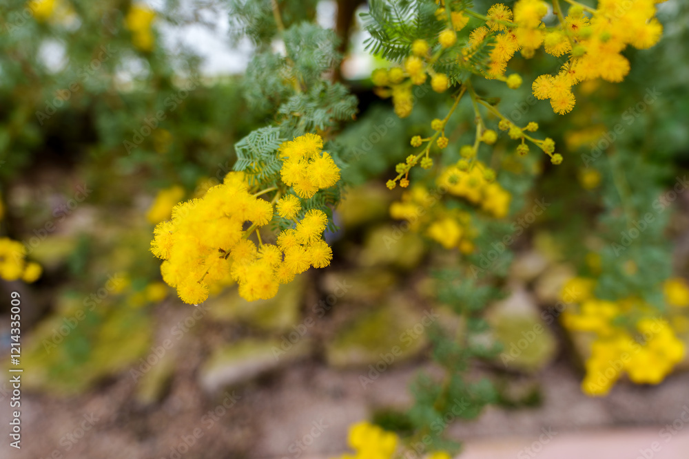Close-up of fluffy yellow acacia flowers (Acacia dealbata) in bloom Close-up of fluffy yellow acacia flowers (Acacia dealbata) in bloom