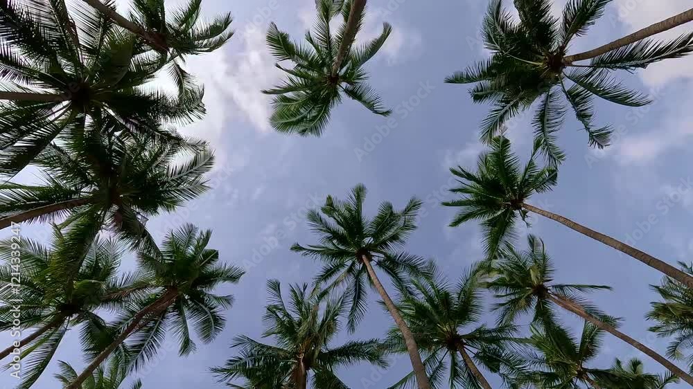 Low angle view, Looking up group of palm trees in windy weather and cloudy sky Low angle view, Looking up group of palm trees in windy weather and cloudy sky