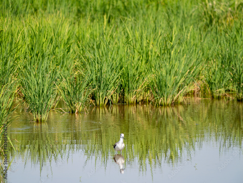 Bird observing in a lush rice field wetland habitat nature photography tranquil scene Bird observing in a lush rice field wetland habitat nature photography tranquil scene