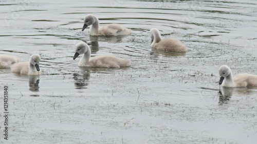 Mute swans swim in the water and feed