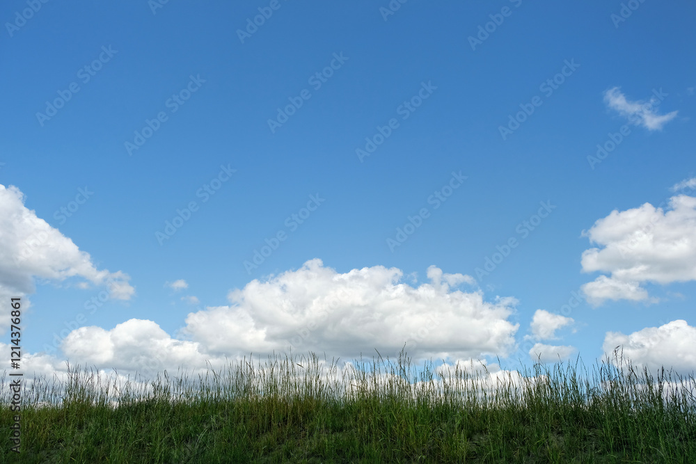 summer rustic landscape. grass field and blue sky with clouds. beautiful scenic nature view. meteorology, forecast weather. template for design summer rustic landscape. grass field and blue sky with clouds. beautiful scenic nature view. meteorology, forecast weather. template for design