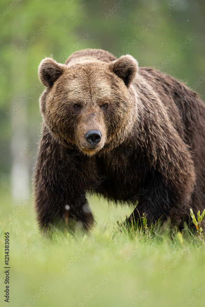 Big male brown bear portrait Big male brown bear portrait