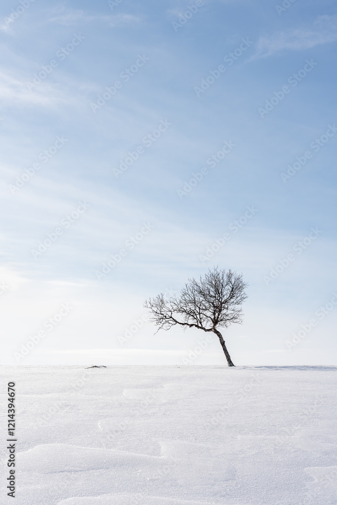 A lonely mountain birch on a snowy hill in the highlands of Utsjoki. Finnish Lapland A lonely mountain birch on a snowy hill in the highlands of Utsjoki. Finnish Lapland