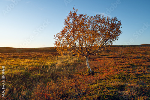 Colorful autumn evening in the highlands of Utsjoki. Finnish Lapland photo