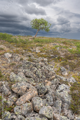 Rocky terrain and a lonely mountain birch on a hill with dark clouds in the sky. Utsjoki, Finland photo