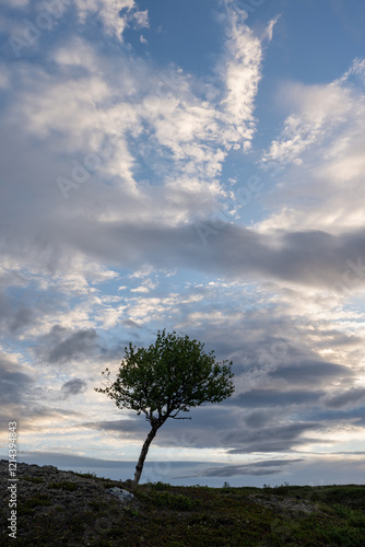 A lonely mountain birch standing on a hill with moody sky in the background. Utsjoki, Finland photo