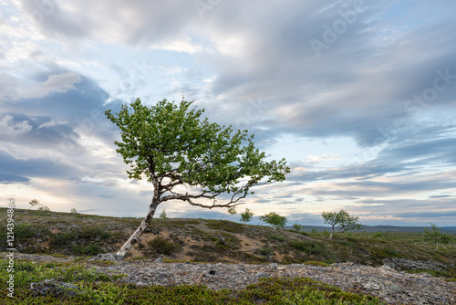 A lonely mountain birch standing on a hill with moody sky in the background during nightless night. Utsjoki, Finland photo