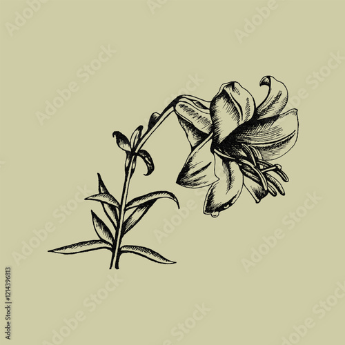 a linear and retro-style illustration of a lily,capturing the elegance and simplicity of this flower.The design features clean lines and minimalistic details,evoking a vintage aesthatic photo