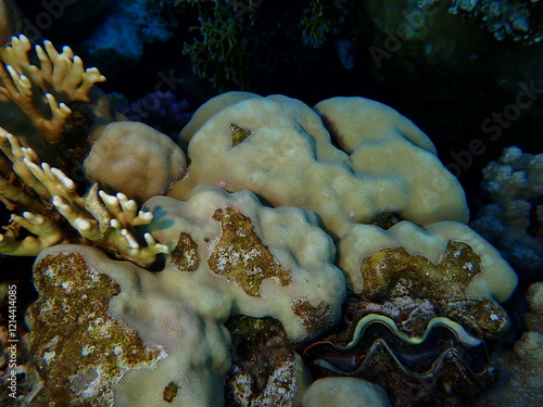 Hump coral (Porites lutea) undersea, Red Sea, Egypt, Sharm El Sheikh, Montazah Bay photo