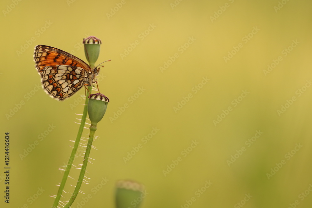 Obraz premium una farfalla melitaea al tramonto