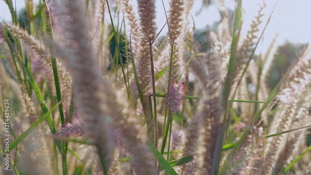 Panning slowly from the right to the left side of the frame showing purple fountain grass in a meadow. Panning slowly from the right to the left side of the frame showing purple fountain grass in a meadow.