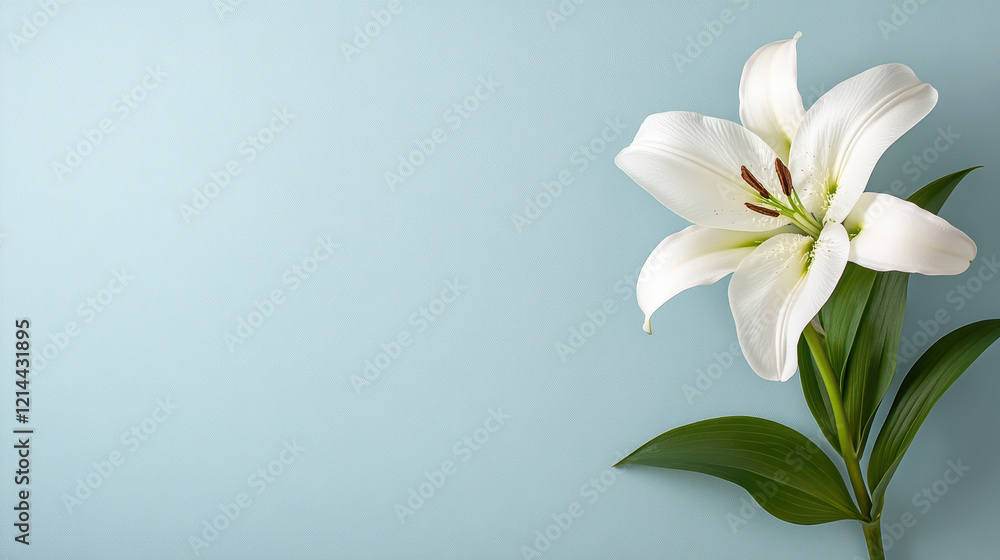 Fototapeta premium single white lily on soft blue background, symbolizing purity and tranquility