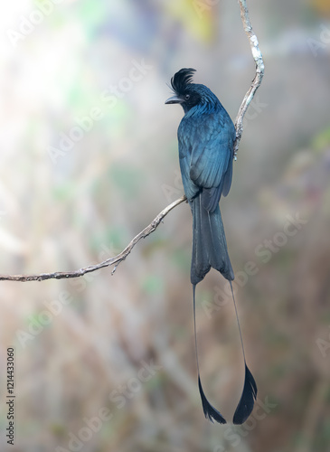 Racket Tailed Drongo  photo