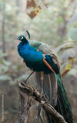 Wallpaper Mural peacock in the garden Torontodigital.ca