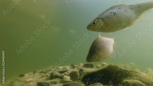 Underwater footage of freshwater fish Bitterling (Rhodeus Amarus) preparing for spawning in a freshwater river. Showcasing the delicate courtship process, highlighting the beauty of aquatic life.