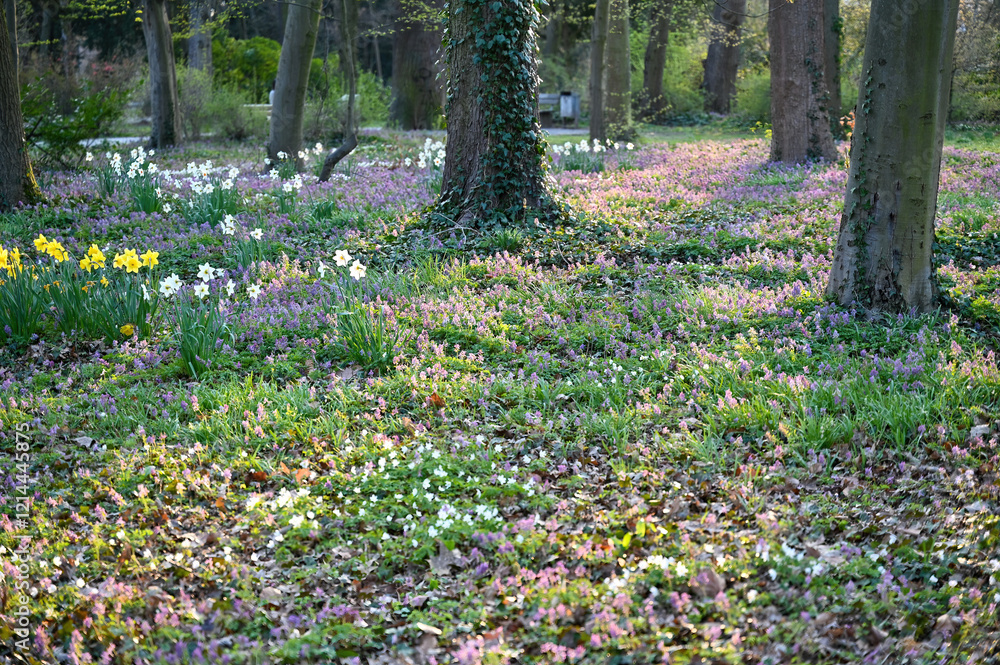 Obraz premium Trees and flower meadow in a city park